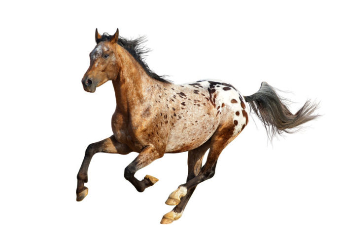 découvrez comment acheter facilement des chevaux appaloosa, avec nos conseils pratiques et astuces pour trouver le meilleur compagnon équin adapté à vos besoins.