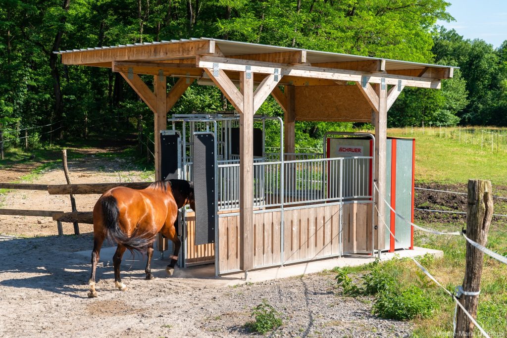 découvrez les avantages du box intérieur par rapport au box extérieur pour chevaux, et choisissez l'option la plus adaptée à leur bien-être et à votre confort.