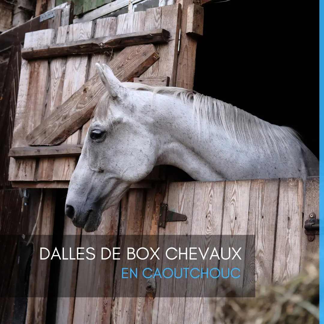 découvrez les avantages des dalles en caoutchouc pour chevaux : confort, sécurité, durabilité et facilité d'entretien pour un environnement optimal.