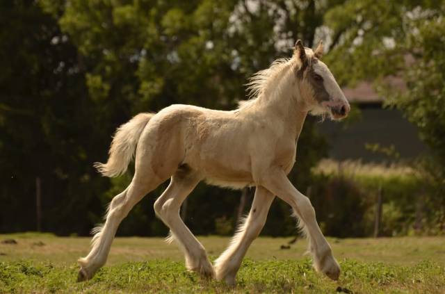 découvrez notre sélection de chevaux à vendre en alsace. trouvez le compagnon équin idéal pour vos balades, compétitions ou loisirs dans la région.