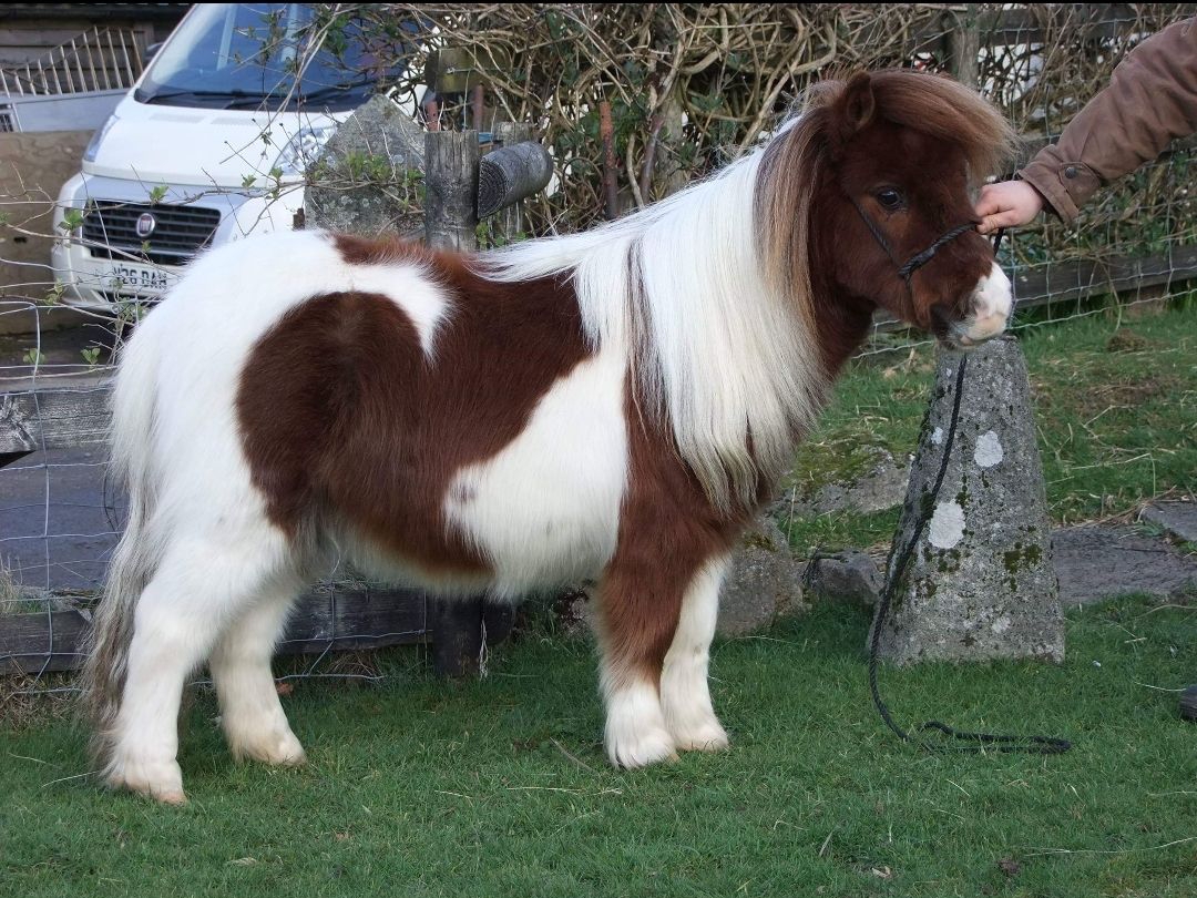 découvrez notre sélection de chevaux miniatures à vendre, parfaits pour les passionnés d'équitation et les collectionneurs. trouvez votre compagnon idéal dès aujourd'hui !