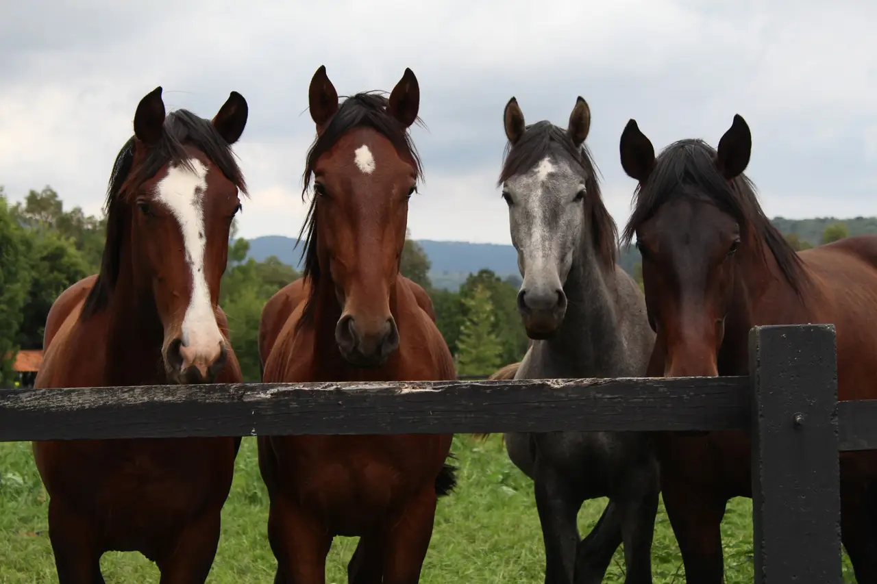 découvrez des conseils essentiels pour l'élevage de chevaux colorés, incluant soins, génétique et astuces pour sublimer leurs robes uniques.
