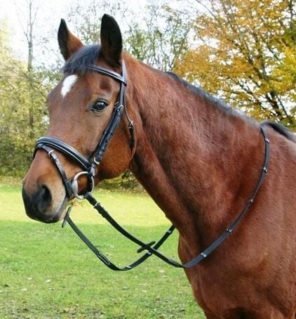 découvrez les avantages d'un bridon sur mesure pour votre cheval, alliant confort, performance et ajustement parfait pour une meilleure communication et bien-être équin.