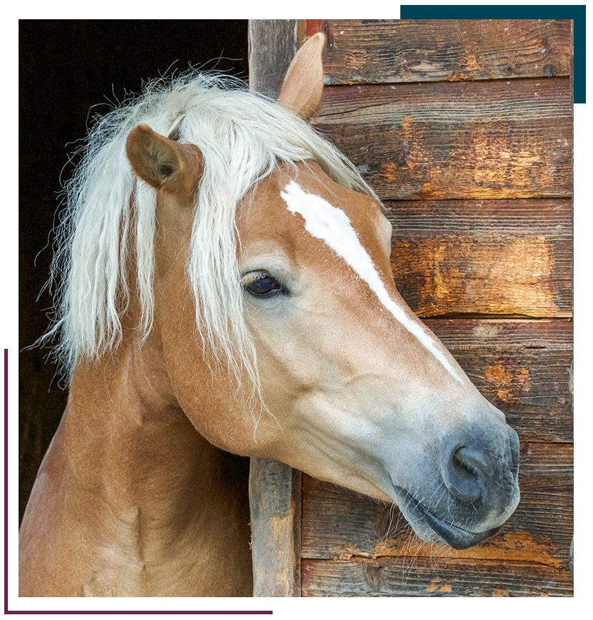 calculez facilement le prix de la pension pour votre cheval grâce à notre guide complet et astuces pour maîtriser votre budget équestre.