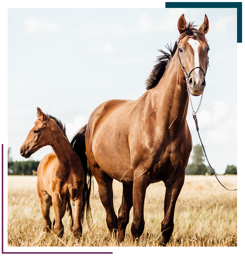 calculez facilement le prix de la pension pour votre cheval en prenant en compte tous les critères essentiels : soins, hébergement, alimentation et services inclus.