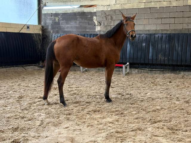 découvrez nos chevaux barbes à vendre près de chez vous. trouvez facilement votre compagnon idéal parmi notre sélection de chevaux barbes disponibles à proximité.