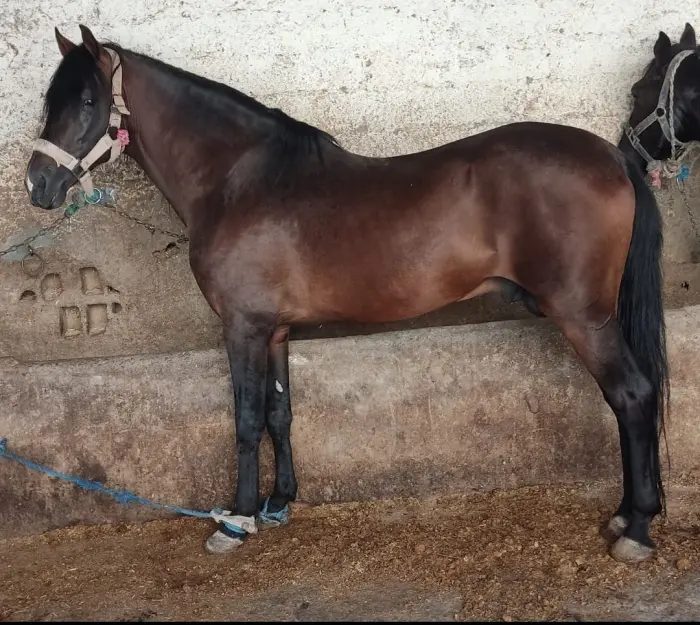 découvrez notre sélection de chevaux barbe à vendre proche de chez vous. trouvez facilement votre cheval barbe idéal grâce à nos annonces locales.