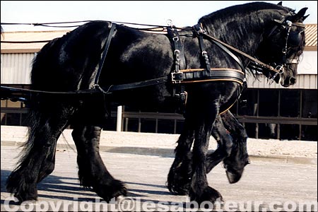 découvrez notre sélection de chevaux frisons à vendre près de chez vous. trouvez le compagnon idéal pour l'équitation parmi nos magnifiques frisons disponibles localement.