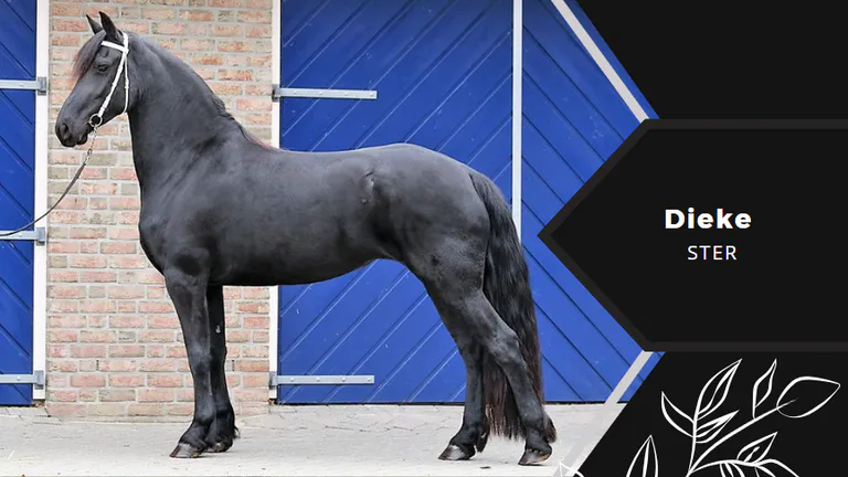 découvrez notre sélection de chevaux frisons à vendre près de chez vous. trouvez facilement votre compagnon idéal parmi nos annonces locales de qualité.
