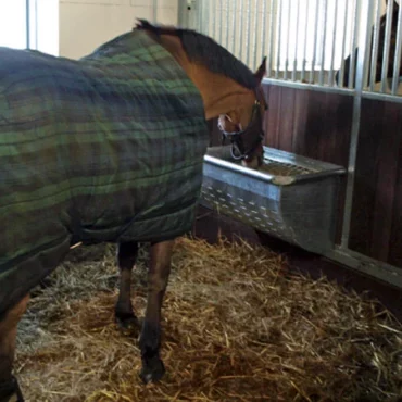 découvrez comment choisir le meilleur fournisseur de foin pour chevaux afin d'assurer une alimentation saine et de qualité à vos équidés.