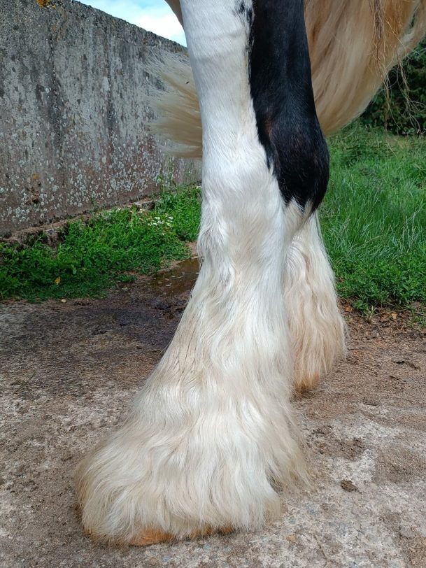 découvrez notre guide complet pour fabriquer un démêlant maison efficace et naturel pour les crins de vos chevaux, afin de les maintenir doux et faciles à coiffer.