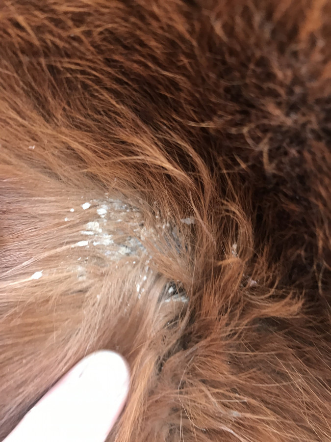 découvrez les bienfaits de l'huile essentielle contre la dermatophilose chez le cheval, une solution naturelle pour apaiser et soigner les infections cutanées.