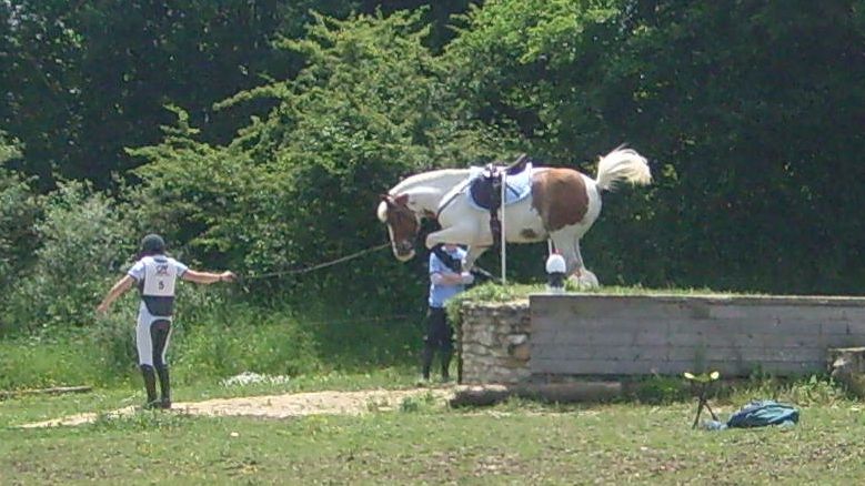 découvrez comment préparer efficacement votre cheval au travail à pied grâce à nos conseils pratiques et méthodes adaptées pour renforcer le lien et améliorer les performances.