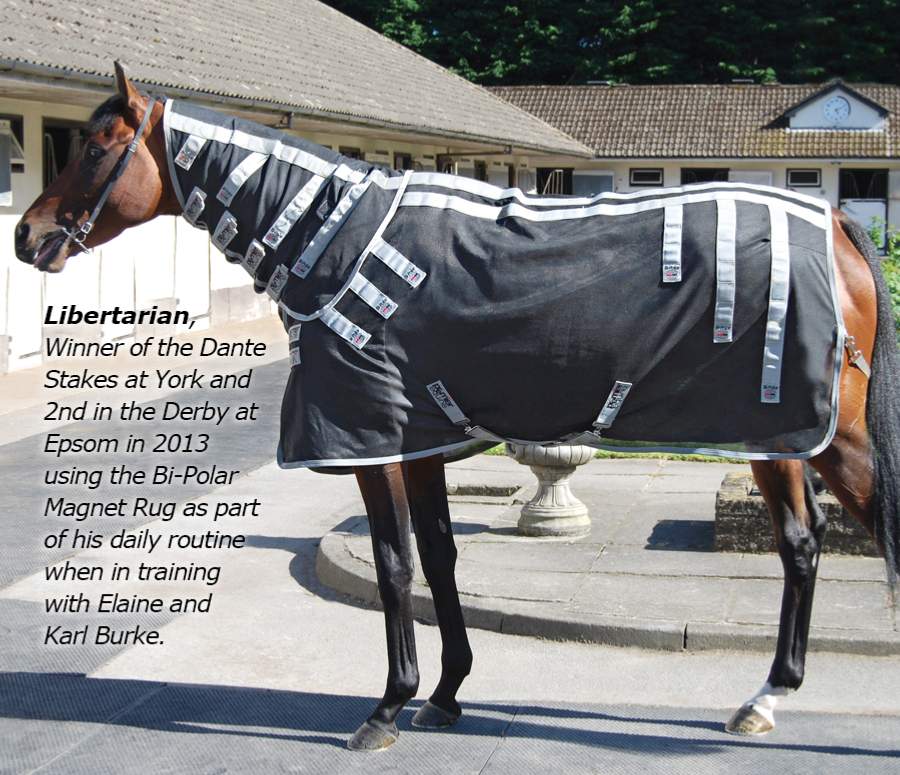 découvrez notre guide complet sur le tapis cheval léopard, comprenant conseils d'utilisation et astuces pour allier style et confort lors de vos balades.