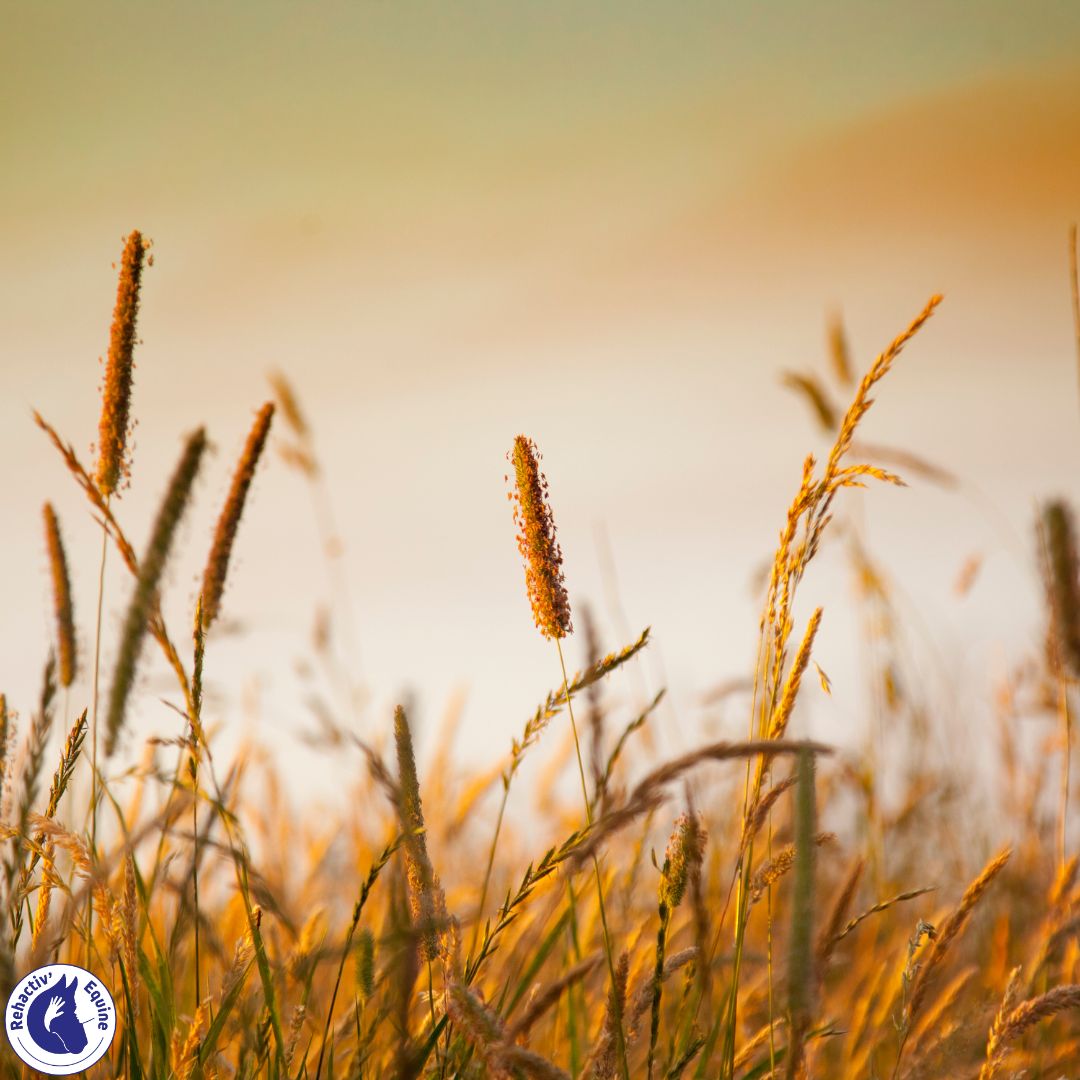 découvrez les bienfaits du son de blé pour chevaux : amélioration de la digestion, apport en fibres, et soutien à la santé globale de votre équidé.