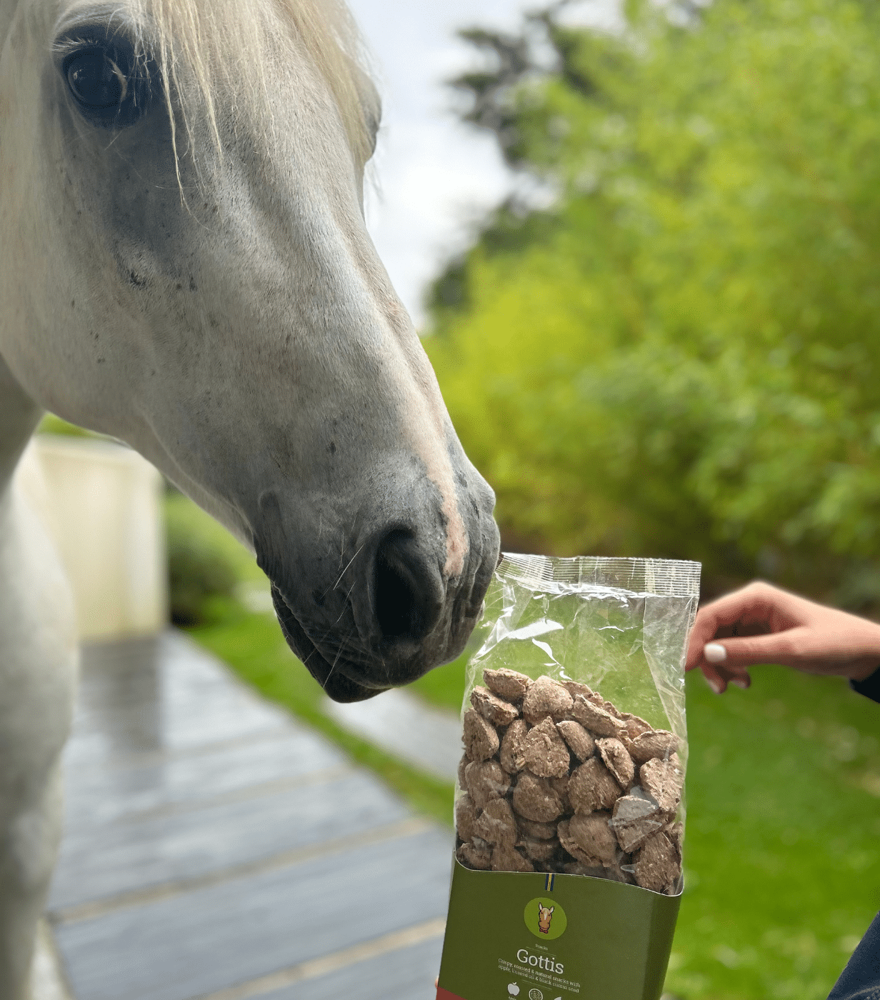 découvrez les bienfaits du son de blé pour chevaux : amélioration de la digestion, apport en fibres, et soutien à la santé digestive de votre équidé.