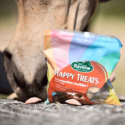 découvrez comment choisir des bonbons naturels pour chevaux en sac de 20 kg, garantissant une alimentation saine et savoureuse pour votre compagnon équin.