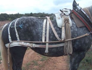 découvrez notre sélection de harnais pour chevaux de trait, conçus pour un usage optimal en travail agricole et attelage. confort et robustesse garantis.