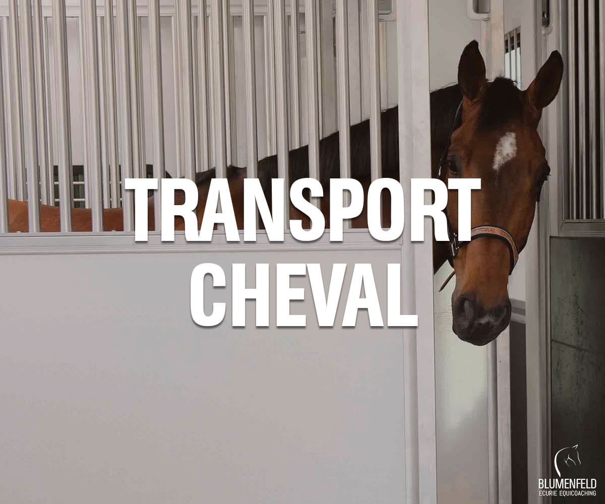 découvrez les tarifs de transport de chevaux en france, comparez les prix et trouvez la solution adaptée pour déplacer vos chevaux en toute sécurité.