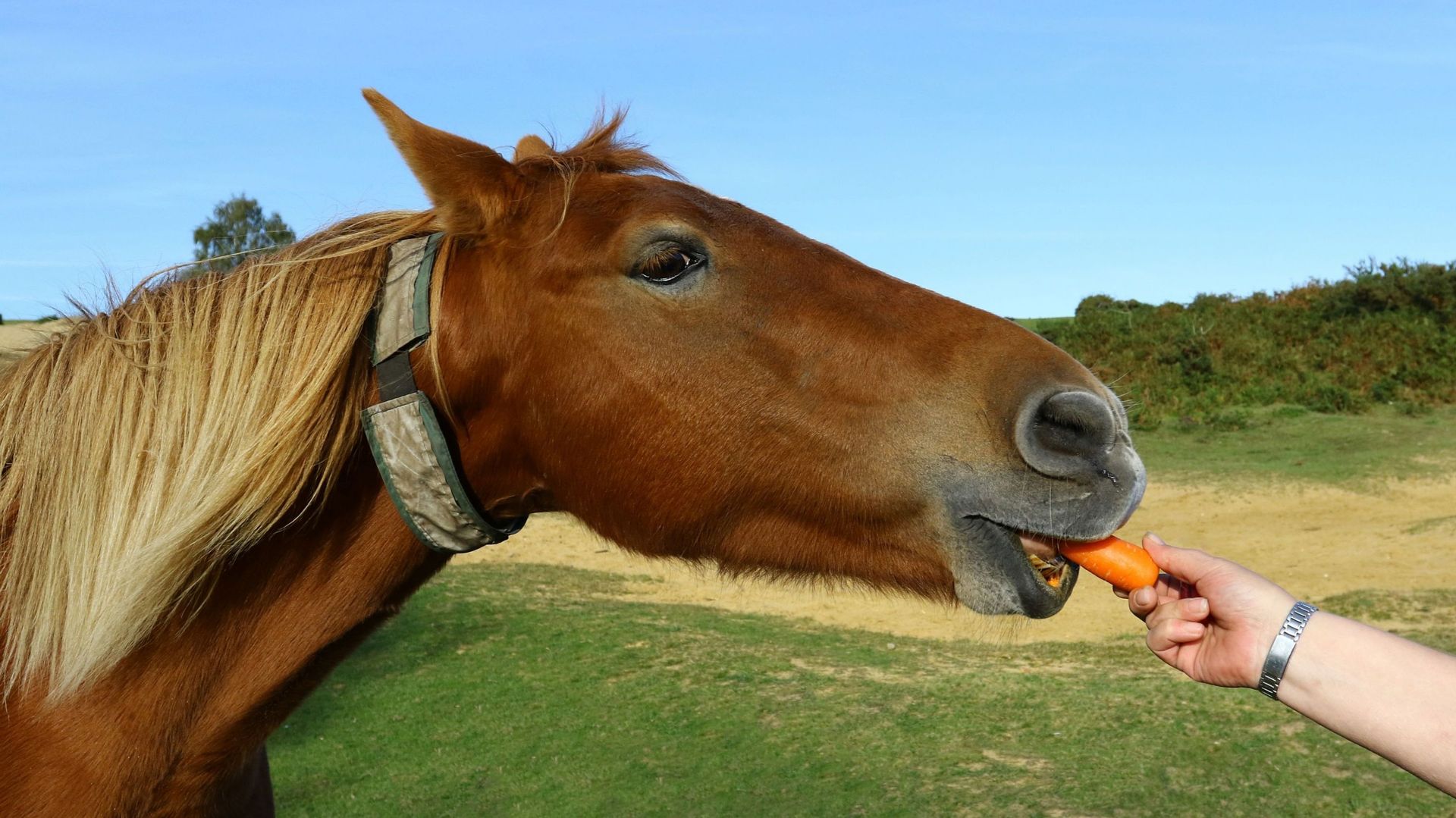 découvrez nos carottes de qualité spécialement sélectionnées pour les chevaux, assurant une alimentation saine et équilibrée.