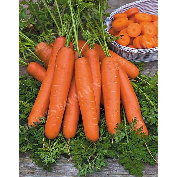 découvrez nos carottes de qualité spécialement sélectionnées pour chevaux, riches en nutriments essentiels pour leur santé et bien-être.