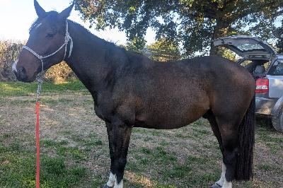 découvrez notre sélection de chevaux à vendre, équipés de selles françaises de qualité, parfaits pour l'équitation traditionnelle et le confort optimal.