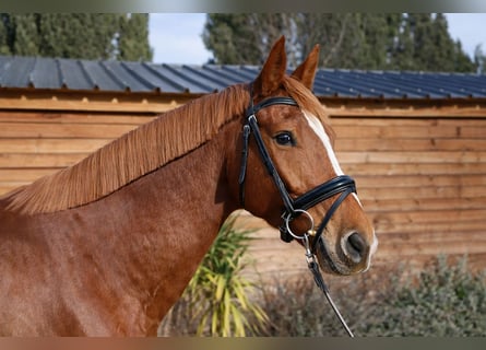 découvrez notre cheval à vendre accompagné d'une selle française de qualité, idéal pour les passionnés d'équitation à la recherche d'un compagnon de confiance.