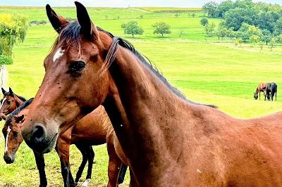 découvrez notre sélection de chevaux à vendre dans la région grand est. trouvez le cheval idéal pour vos besoins, que ce soit pour l'équitation, les compétitions ou le loisir.