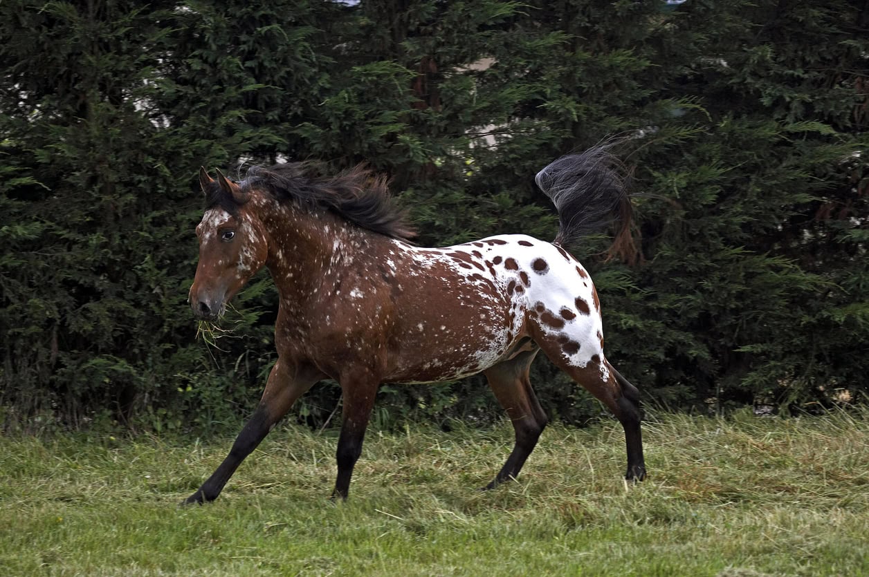 découvrez comment choisir un cheval appaloosa à vendre en tenant compte de ses caractéristiques, son tempérament et ses besoins pour faire le meilleur choix.