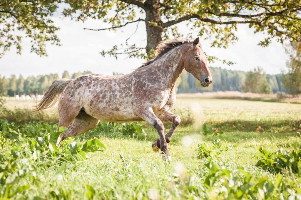 découvrez comment choisir un cheval appaloosa à vendre en tenant compte de ses caractéristiques, son tempérament et ses qualités pour faire le meilleur choix.