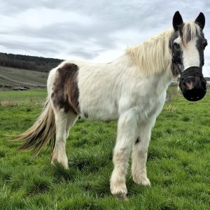 découvrez comment choisir la meilleure caméra pour cheval afin de capturer des images de qualité et surveiller votre compagnon en toute sécurité.